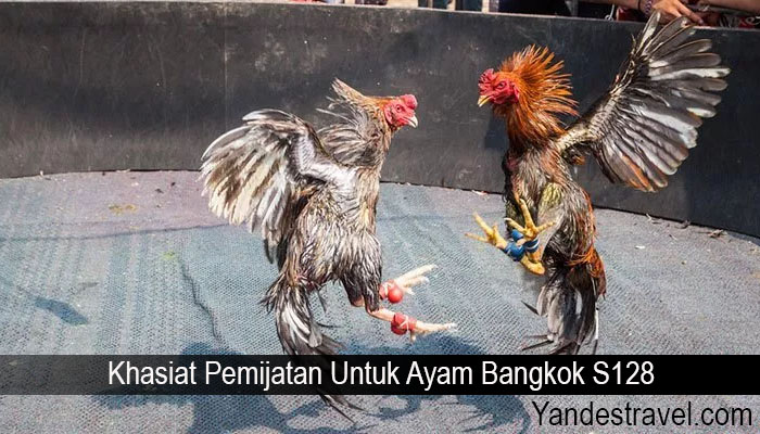Khasiat Pemijatan Untuk Ayam Bangkok S128