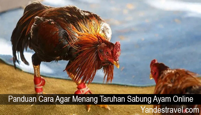 Panduan Cara Agar Menang Taruhan Sabung Ayam Online
