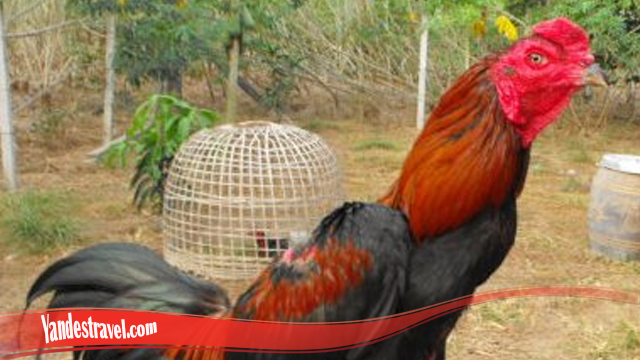 Pertama-tama kenali Ayam Bangkok Super